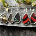 Wide selection of real butterfly wing earrings and pendants